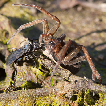 Dolomedes triton fishing spider and Anoplius wasp.