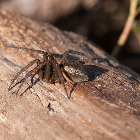 Dolomedes triton fishing spider and Anoplius wasp.