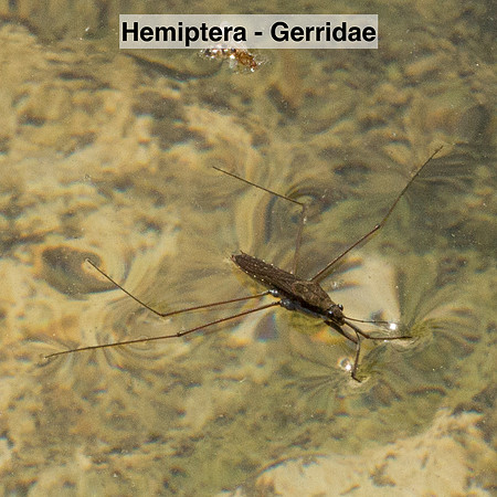 Hemiptera - Gerridae
