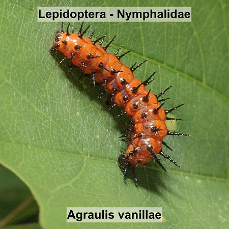 Lepidoptera - Nymphalidae - Agraulis vanillae