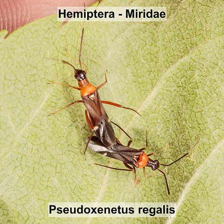 Hemiptera - Miridae - Pseudoxenetus regalis