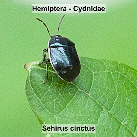 Hemiptera - Cydnidae - Sehirus cinctus