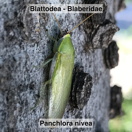 Blattodea - Blaberidae - Panchlora nivea