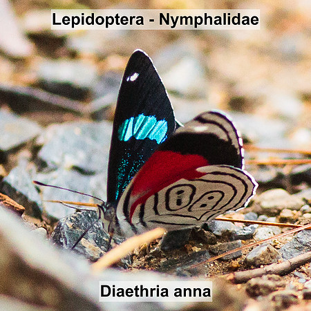 Lepidoptera - Nymphalidae - Diaethria anna