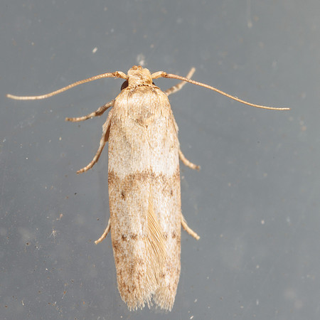 Blastobasidae - Blastobasis glandulella