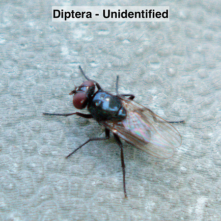 Diptera -- Unidentified