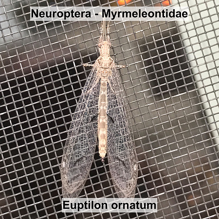 Neuroptera - Myrmeleontidae - Euptilon ornatum