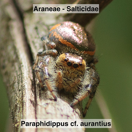 Araneae - Salticidae - Paraphidippus cf. aurantius