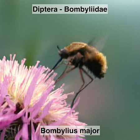 Diptera - Bombyliidae - Bombylius major