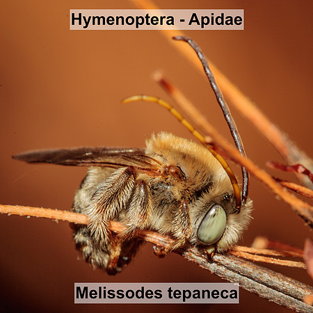 Hymenoptera - Apidae - Melissodes tepaneca