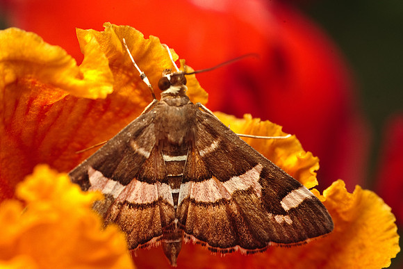 Crambidea - Spoladea recurvalis