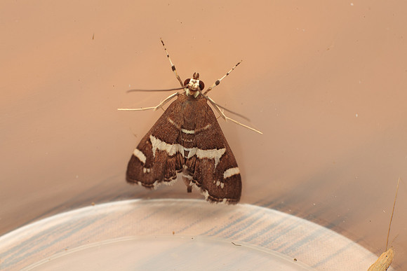 Crambidea - Spoladea recurvalis