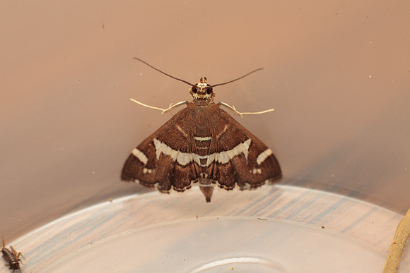 Crambidea - Spoladea recurvalis