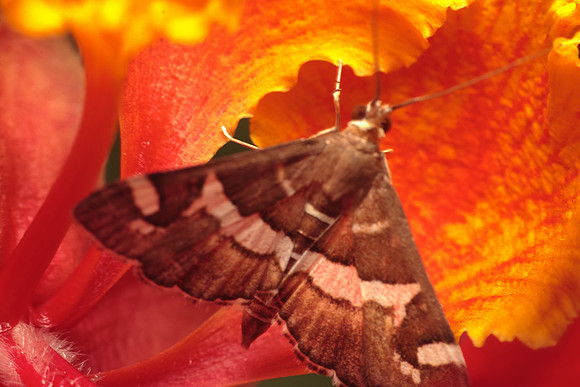 Crambidea - Spoladea recurvalis