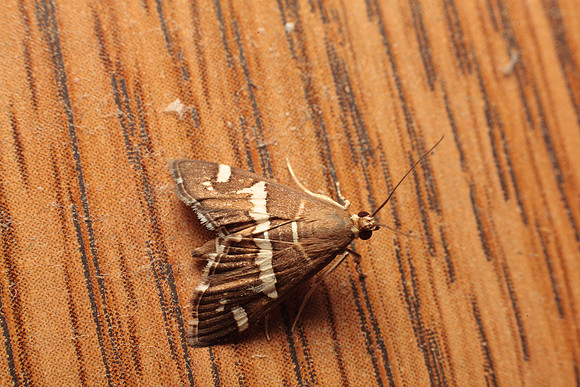Crambidea - Spoladea recurvalis