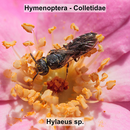 Hymenoptera - Colletidae - Hylaeus sp.
