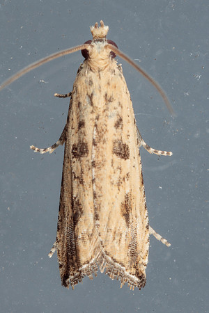 Tortricidae - Bactra verutana