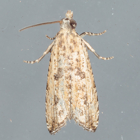 Tortricidae - Bactra verutana