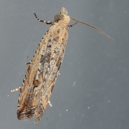 Tortricidae - Bactra verutana