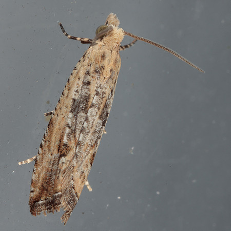 Tortricidae - Bactra verutana
