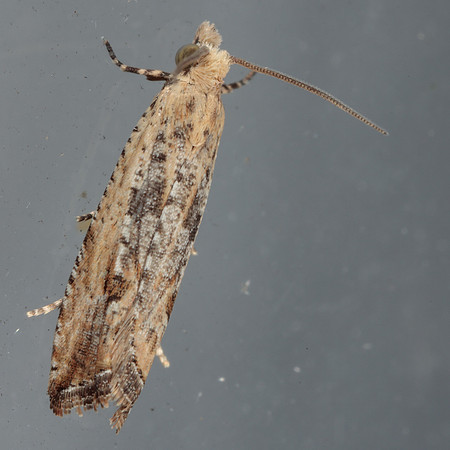 Tortricidae - Bactra verutana
