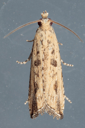 Tortricidae - Bactra verutana