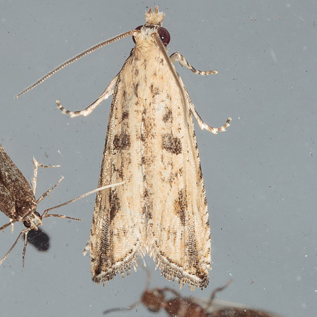 Tortricidae - Bactra verutana