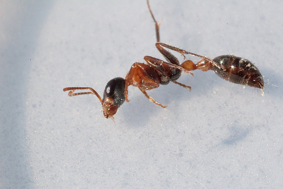 Pseudomyrmix gracilis