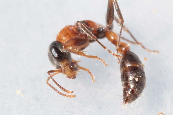 Pseudomyrmix gracilis
