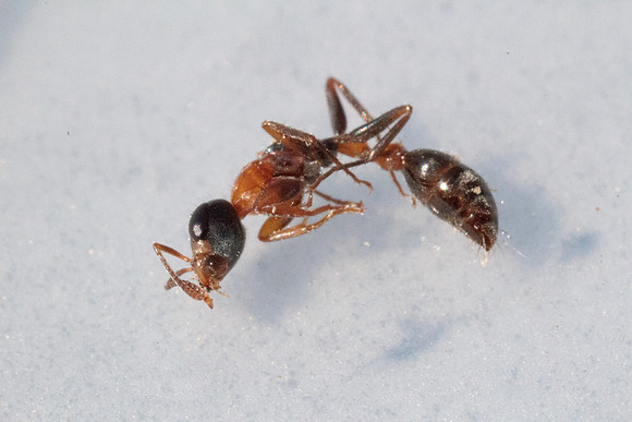 Pseudomyrmix gracilis