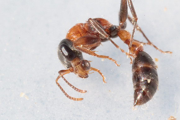 Pseudomyrmix gracilis