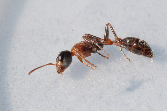 Hymenoptera - Formicidae - Pseudomyrmix gracilis