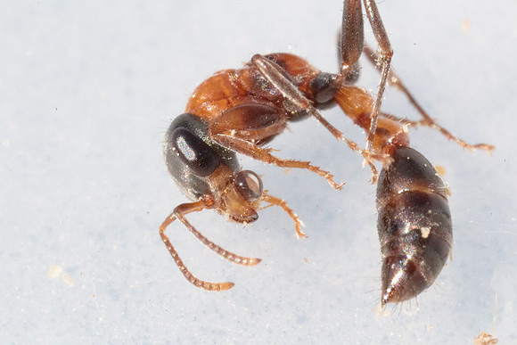 Pseudomyrmix gracilis