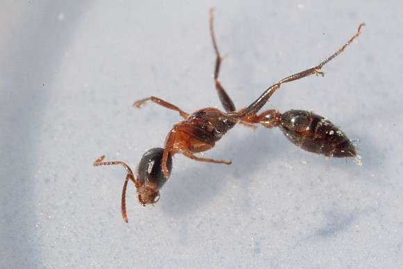 Pseudomyrmix gracilis