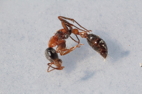 Pseudomyrmix gracilis