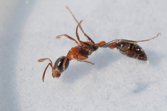 Pseudomyrmix gracilis