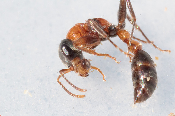 Pseudomyrmix gracilis