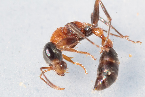 Pseudomyrmix gracilis