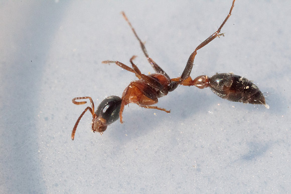Pseudomyrmix gracilis
