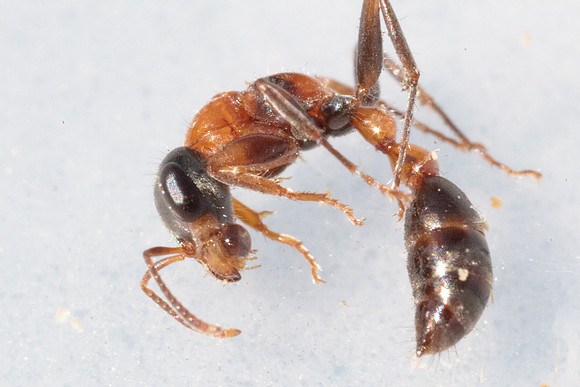 Pseudomyrmix gracilis