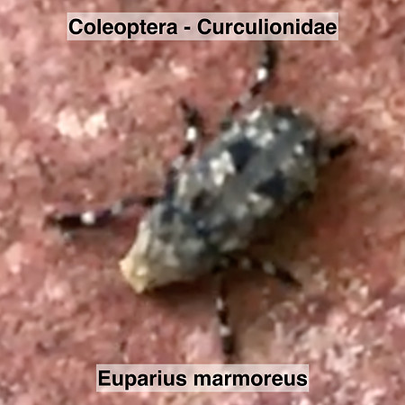Coleoptera - Curculionidae - Euparius marmoreus