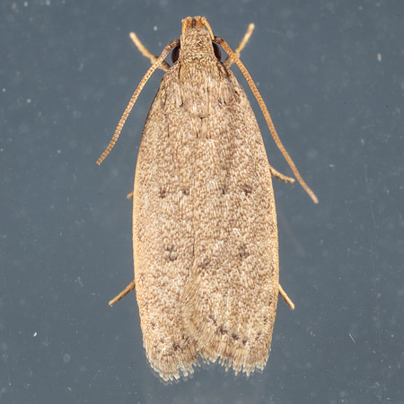 Gelechiidae - Exaretia sordidella