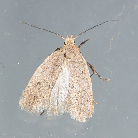 Gelechiidae - Exaretia sordidella