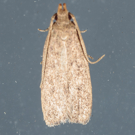 Gelechiidae - Exaretia sordidella