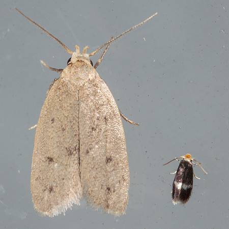 Gelechiidae - Exaretia sordidella