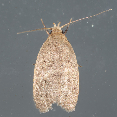 Gelechiidae - Exaretia sordidella