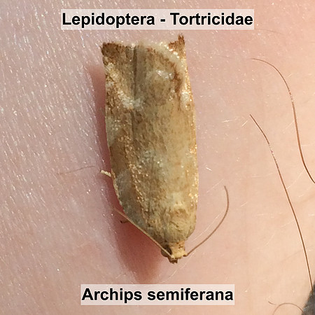 Tortricidae - Archips semiferana