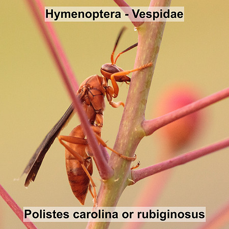 Hymenoptera - Vespidae - Polistes carolina or rubiginosus