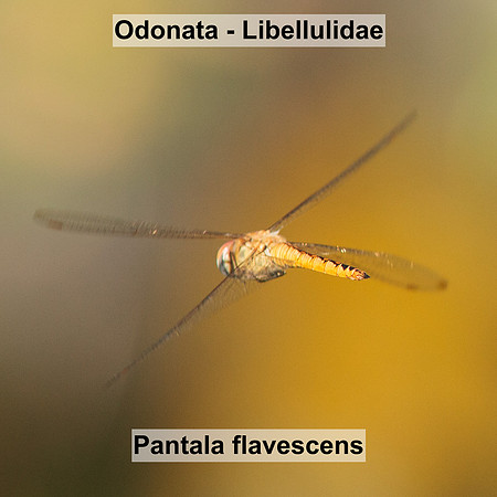 Odonata - Libellulidae - Pantala flavescens