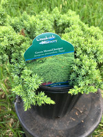 Junipers